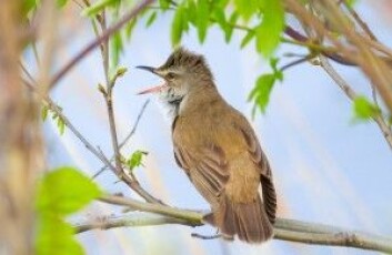 Trostesangere (Acrocephalus arundinaceus) med rikt sangrepertoar tyvparrer seg med nabohunnene til hanner som ikke er like flinke til å synge. (Foto: Alexey Tolmachov / Shutterstock / NTB scanpix) Trostesangere (Acrocephalus arundinaceus) med rikt sangrepertoar tyvparrer seg med nabohunnene til hanner som ikke er like flinke til å synge. (Foto: Alexey Tolmachov / Shutterstock / NTB scanpix)