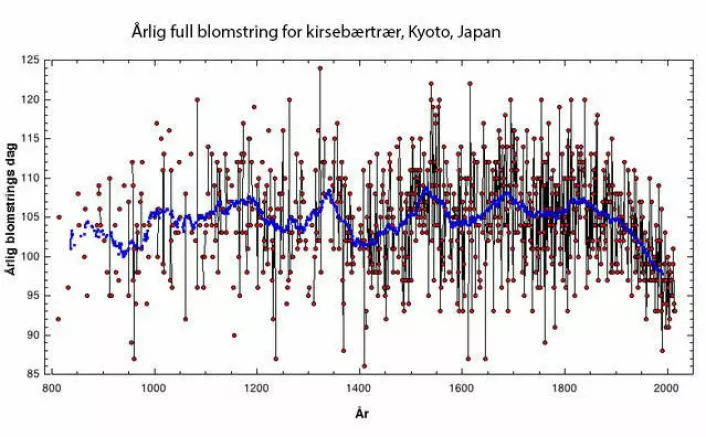 Den blå linja er eit 50-årssnitt der ein kan ein sjå dei naturlege klimasvingingane frå 800 og fram til 1800 tallet. Endringa dei siste 100 åra er heilt utanfor det som har vore naturlege svingingar dei siste 800 åra, seier klimaforskar Kikki Kleiven. (Figur: Kikki Kleiven, UiB / data fra Yasuyuki Aono)
