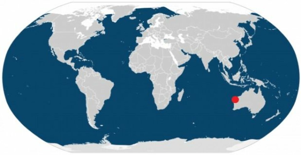 Kartet viser at knølhvaler er utbredt over nesten hele kloden – de finnes i områder som er farget blå. Exmouth-bukta, hvor danske forskere nettopp har utført forskning på knølhvaler, er markert med en rød prikk. (Illustrasjon: IUCN/videnskab.dk)