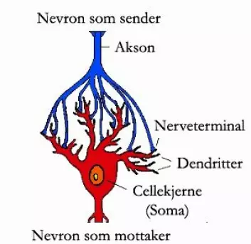 "Fra hver hjernecelle går det bare ett akson ut, og alle meldinger til andre celler skjer gjennom dette aksonet. Det forgrener seg så det kan sende meldinger til mange andre celler, og her ser vi hvordan en slik forgrening har koblet seg til en annen hjernecelle. En slik kobling kalles en synapse."