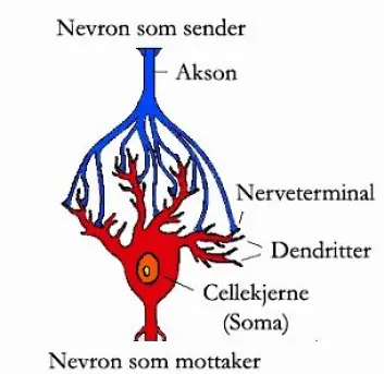 "Fra hver hjernecelle går det bare ett akson ut, og alle meldinger til andre celler skjer gjennom dette aksonet. Det forgrener seg så det kan sende meldinger til mange andre celler, og her ser vi hvordan en slik forgrening har koblet seg til en annen hjernecelle. En slik kobling kalles en synapse." "Fra hver hjernecelle går det bare ett akson ut, og alle meldinger til andre celler skjer gjennom dette aksonet. Det forgrener seg så det kan sende meldinger til mange andre celler, og her ser vi hvordan en slik forgrening har koblet seg til en annen hjernecelle. En slik kobling kalles en synapse."
