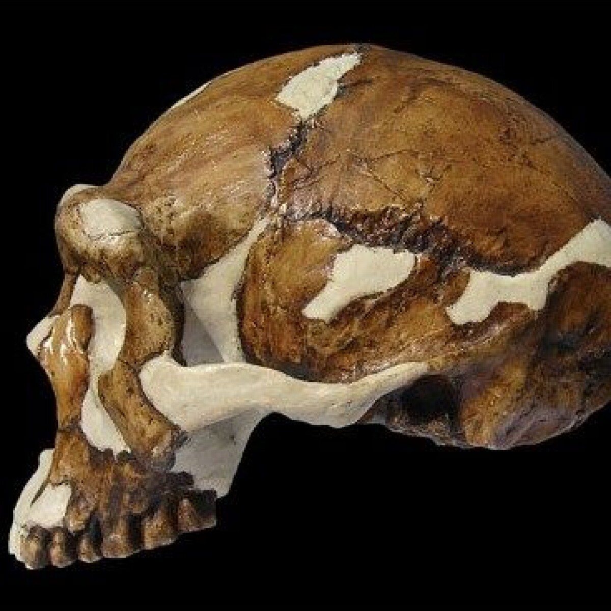 Porno katta dick juda kop cums